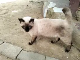 Kucing Anggora Mata Biru Jantan