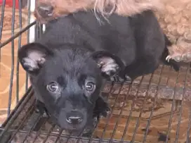 Mongrel puppy betina