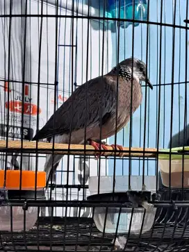 Tekukur derkuku bukan perkutut bukan puter pelung bukan kandang besi