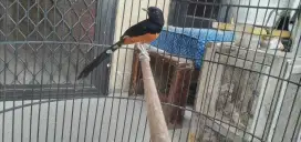 Murai Medan mulus