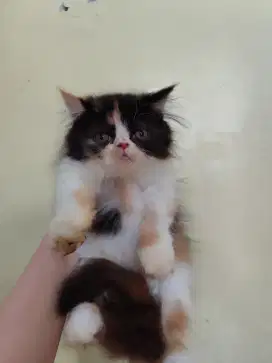 Persia peaknose longhair