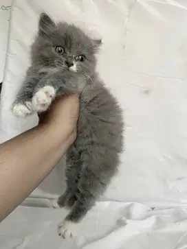 Kucing kitten British x ragdoll gembul
