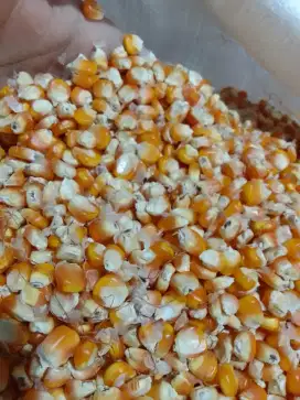 Jagung pakan burung