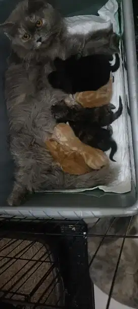 LA Persia Induk Beserta 7 Babies