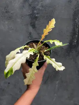 Philo ring of fire “mutant”