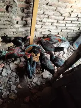 Jual borongan ayam Bangkok murah