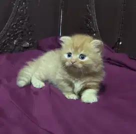 Kucing Munchkin Gaelic Fold Jantan
