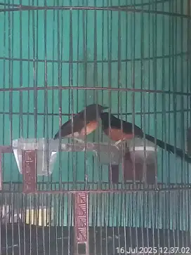 Poksay mantel gacor brisik
