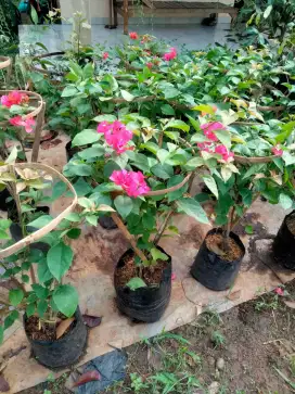 Tanaman hias pohon bugenvil