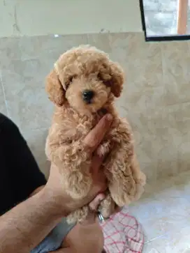 Apricot Toy Poodle
