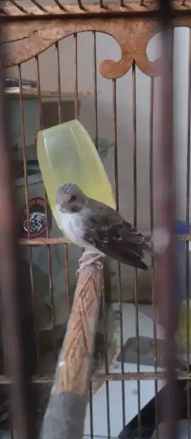 Burung sanger jantan