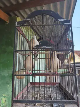 burung puter dewasa