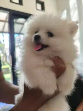 Mini Pom Betina Stambum