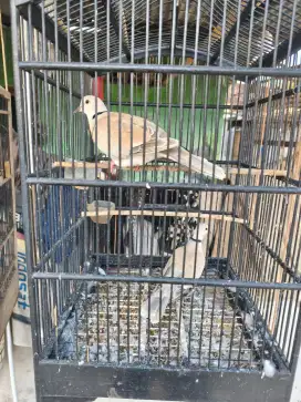 burung puter remaja