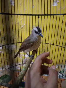 Burung Trocok jitot