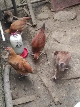 Anak ayam elba 1 bulan 18 hari