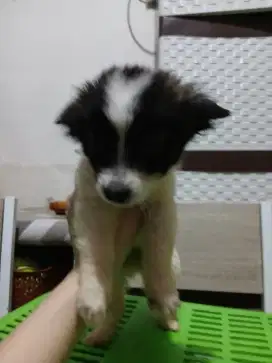 Jual anak anjing mix kintamani