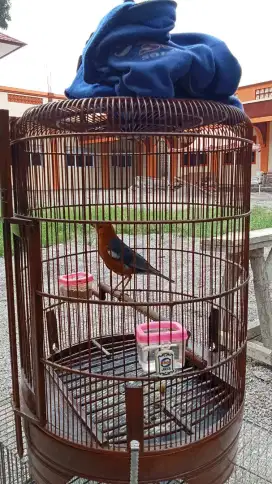 Burung Anis lokasi bandung
