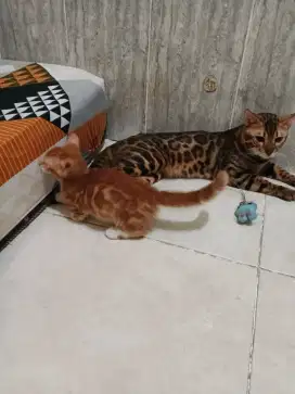 Kucing Munchkin b e n g a l