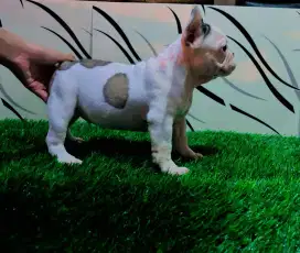 French bulldog betina