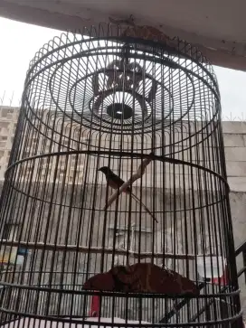 Burung murai batu