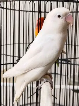 Burung lovebird betina cantik albino mata hitam