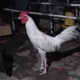 Ayam kampung putih jantan