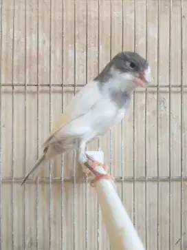 Kenari SF x Larquet Betina