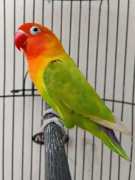 Burung lovebird betina cantik pasjo palamas ok