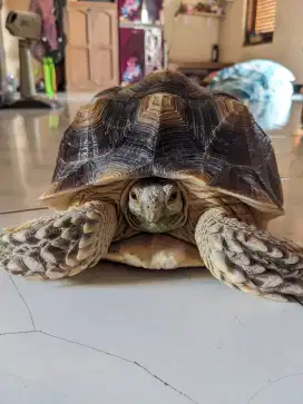 Sulcata sehat aktif