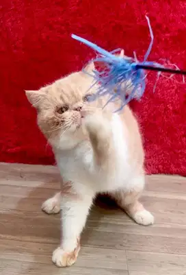 Kucing Peaknose Exotic shorthair