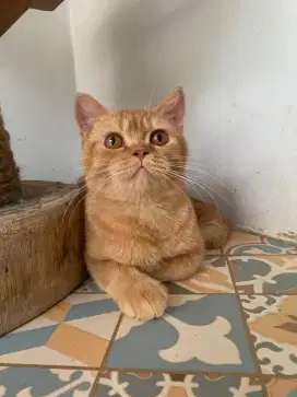 British Shorthair Red Jantan