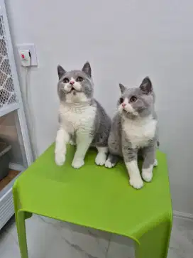 kucing BSH non ped