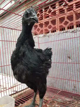 Babon Cemani Lidah Hitam usia 6bln
