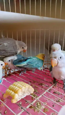 Aneka jenis lovebird berkualitas