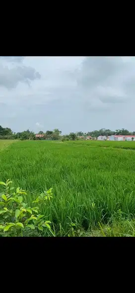 Dijual 2 Bidang Tanah Luas Sertifikat SHM Di Jl Pancasila Paya Gambar