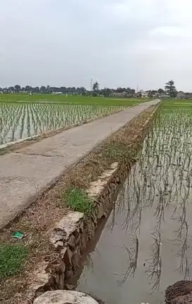 Jual Cepat Tanah Murah harga miring Luas 7.460 m2 Di Tanjungpura Karaw