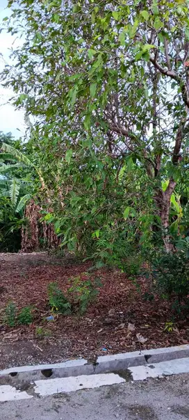 Aset BTN Solo Tanah Pekarangan di Grogol - Sukoharjo
