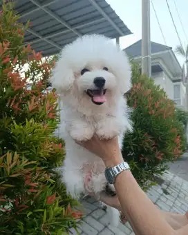 Jual Tiny Korean Face Bichon Frise Jantan Cucu Import Korea