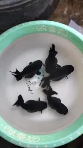Koki ranchu black solid