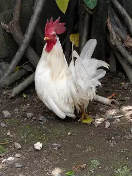 Di jual ayam kate 4 ekor
