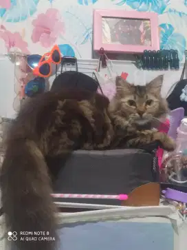 Open adopt kucing persia long hair