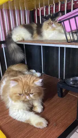 Lepas adopt kucing Peaknose usia 1 th, baru birahi pertama