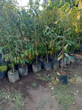 Bibit Durian Bawor
