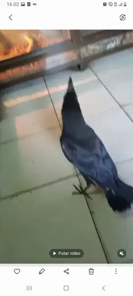 Burung gagak gaok jinak dari loloh bodi besar