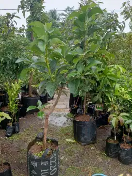 Bibit alpukat Kendil