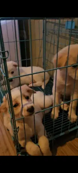 jual anjing golden