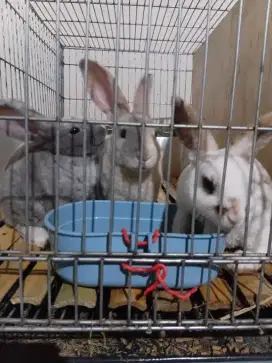 Kelinci Rex Bulu karpet