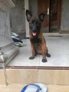 Pupies malinois ( jogja)
