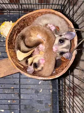 Sugar glider murmer